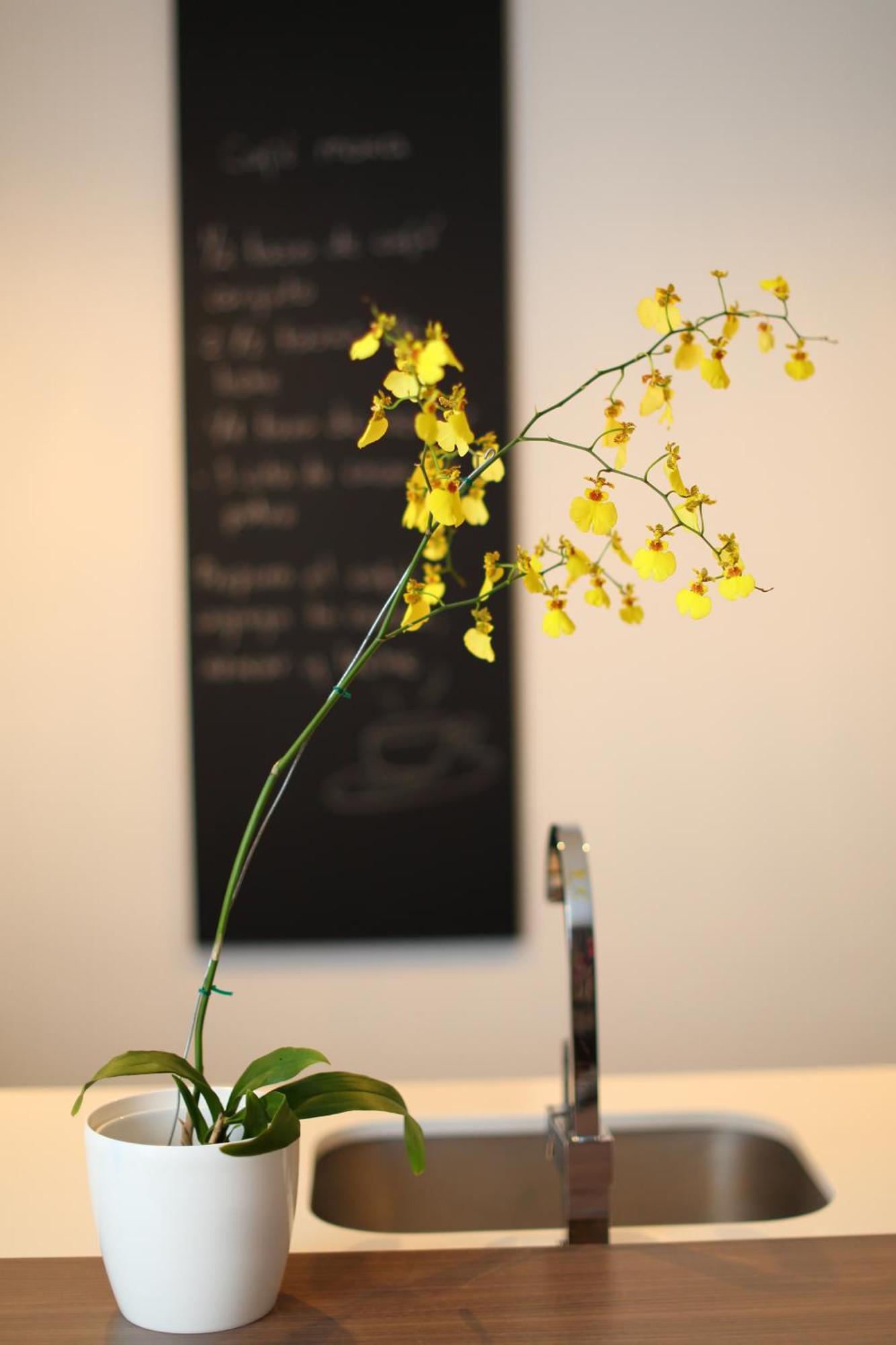 Sites Hotel 메딜린 외부 사진 A yellow orchid